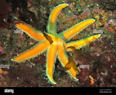 Seven Armed Starfish Luidia Ciliaris Dingle Peninsula Dive Site Co