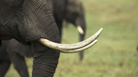 Tracing Dna Of Related Elephants Reveals Illegal Ivory Trafficking