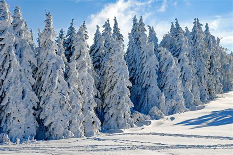 Free Winter Fir Trees Snow Blue Sky Image