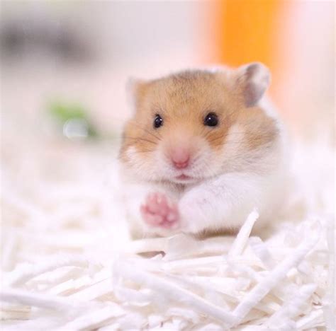 Cute Hamster Too Cute To Bear