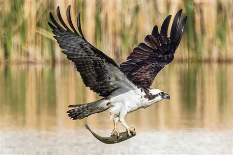 Osprey Dives Entirely Underwater Before Taking Off With Huge Fish In