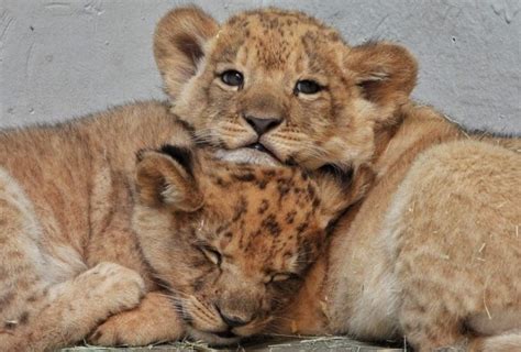 Help Audubon Zoo Name New Lion Cubs