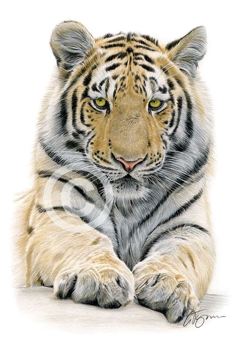 Colour Pencil Drawing Of A Bengal Tiger By Uk Artist Gary Tymon