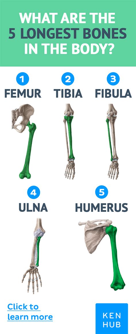 Largest Bone In Human Body Ezequielewaperkins