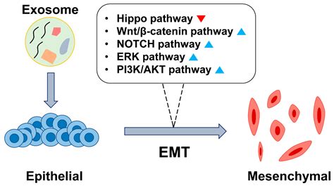 Cells Free Full Text The Emerging Roles Of Exosomes As Emt