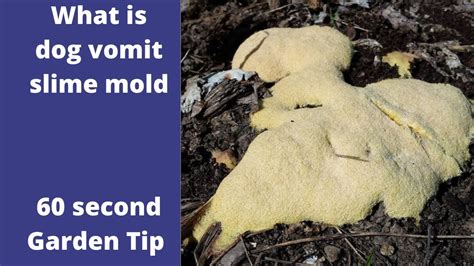What Is Dog Vomit Slime Mold 60 Second Garden Tip Youtube