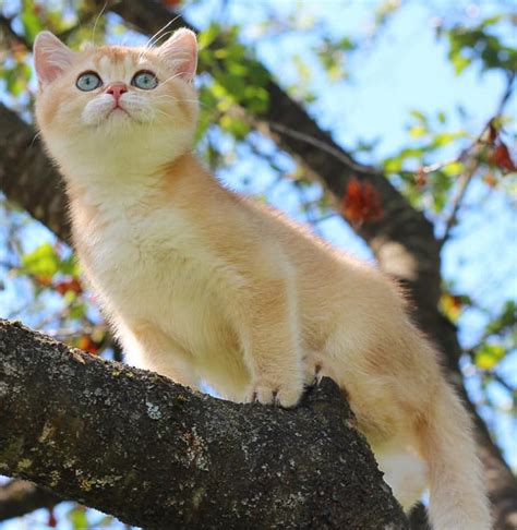 British Shorthair Cat Poc
