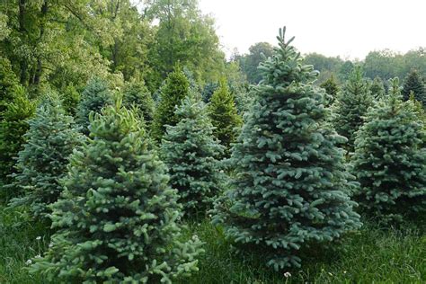 You Can Cut Down Your Own Christmas Tree At Some National Forests For