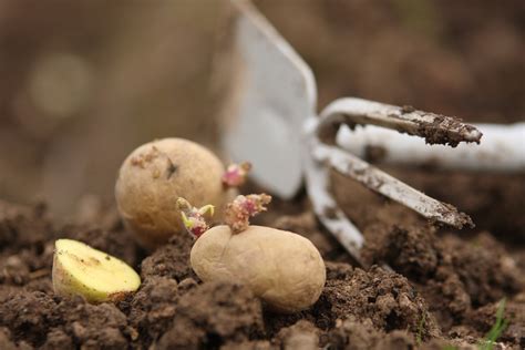 Wer es genau haben möchte, der zieht von einem bis zum anderen ende des beetes eine pflanzschnur. Kartoffeln pflanzen: Tipps zum Anbau der Erdäpfel ...