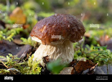 Beautiful Young Edible Boletus Mushroom In A Pine Forest Stock Photo