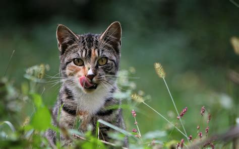 1920x1200 Px Animals Cats Expression Eyes Face Feline Funny Fur Grass