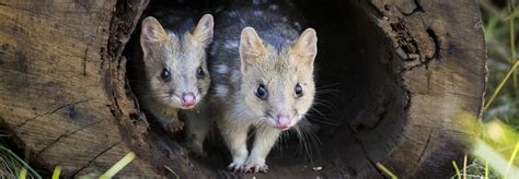 Quoll It A Comeback A Marsupial Boomerangs Back To Mainland Australia