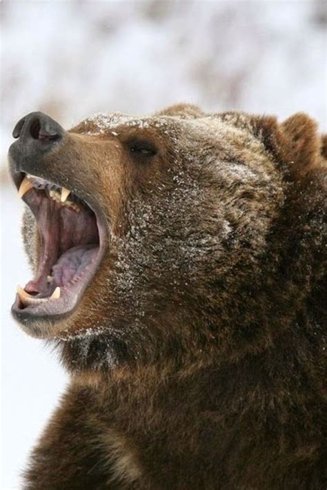 Angry Roaring Brown Bear Grizzly Bear Deadly Animals Top 10