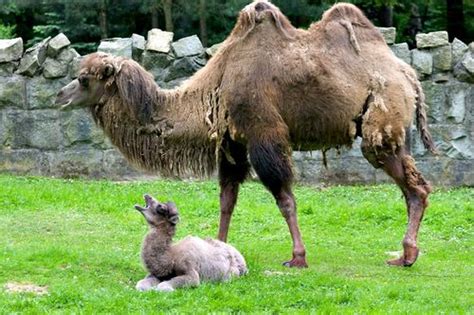 Fluffy Baby Camel Comes To Krakow Zoo Zooborns