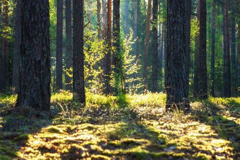 Summer Forest Sunny Green Forest Scenic Bright Forest In Sunlight