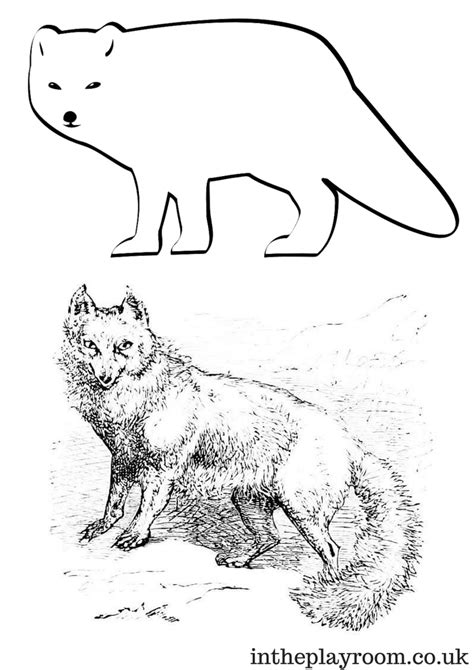 We have collected 38+ arctic animals coloring page images of various designs for you to color. Arctic Animals Colouring Pages - In The Playroom