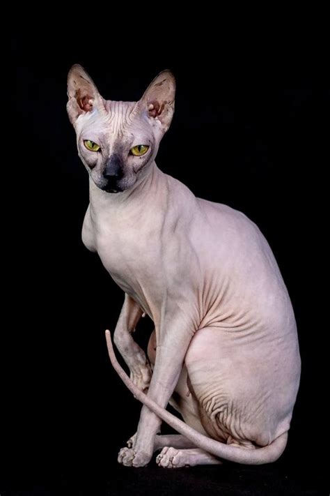 Are Sphynx Cats Smelly What You Must Keep In Mind Purr Craze