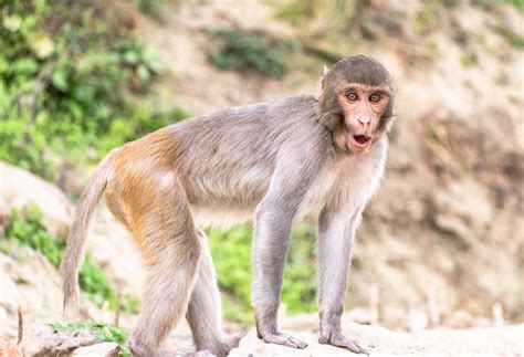 Monyet Primata Binatang Buas Foto Gratis Di Pixabay Pixabay
