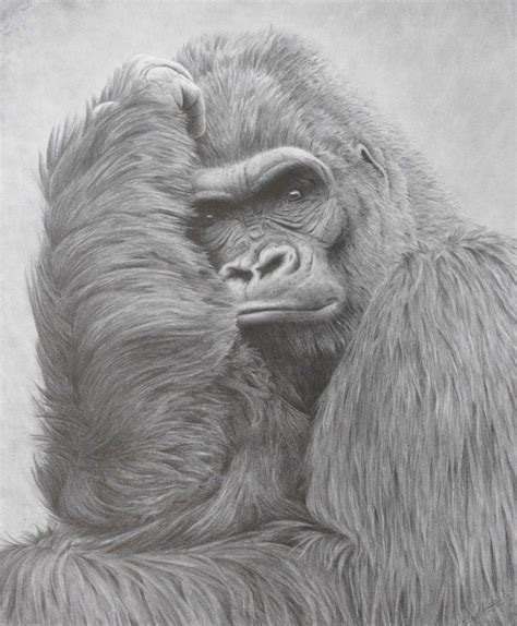 Pencil Drawing Of A Silverback Gorilla By Jo Jo Kolodnicki Jr