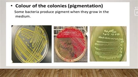 Bacterial Colony Characteristics