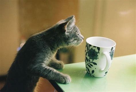 Cat Drinking Coffee Funny Animal Pictures Funny Cats