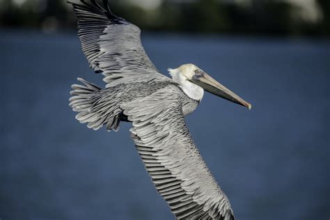 14 Interesting Facts About Pelicans You Wont Know Fact City