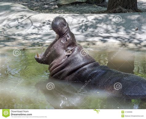 Pygmy Hippo Choeropsis Liberiensis Yawning Stock Photo Image Of