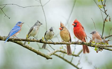 National Bird Feeding Month Outdoors Unlimited Media And Magazine