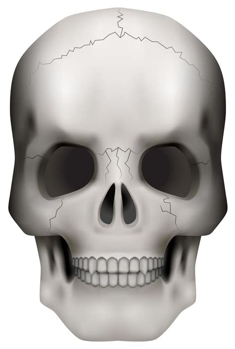 Skull Png Clipart Image Gallery Yopriceville High