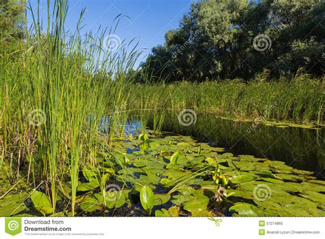 Summer Landscape On Forest Lake With Water Lilies And Reeds Stock
