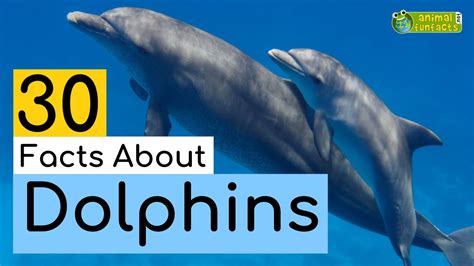 30 Facts About Dolphins 🐬 Learn All About Dolphins Animals For Kids