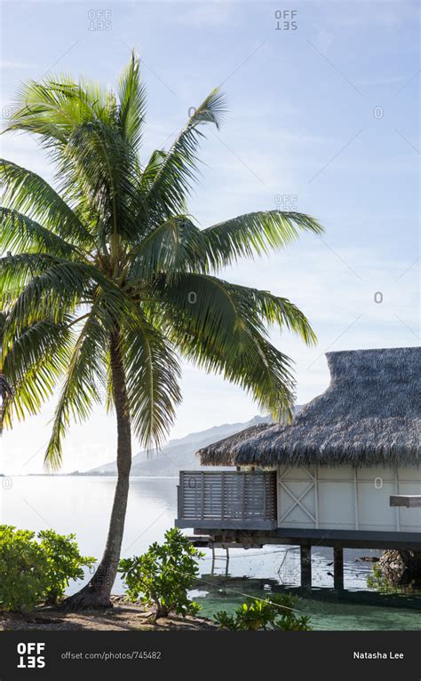 Palm Tree And Overwater Bungalow On Tropical Island Beach