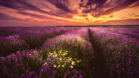 Purple Flowers Under Black Clouds Yellow Sky During Sunset Flowers Hd