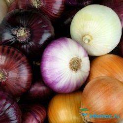 Диета 5 репчатый лук Репчатый лук – средство от семи недуг. Луковая диета – минус 8 кг Репчатый лук – средство от семи недуг. Луковая диета – минус 8 кг Диета 5 репчатый лук