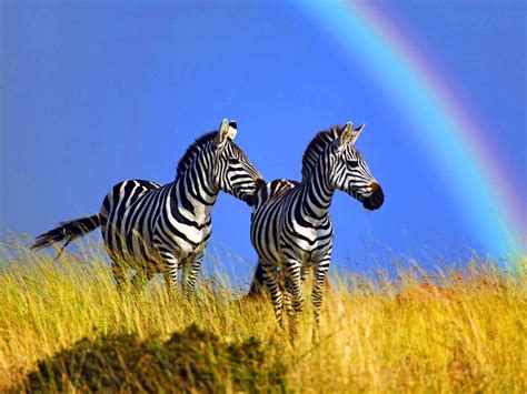 Mother And Daughter Animals Wild Animals Beautiful Zebras