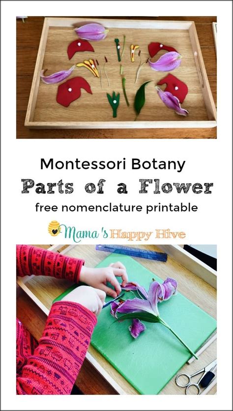 Montessori Botany Examining The Parts Of A Flower Parts Of A Flower