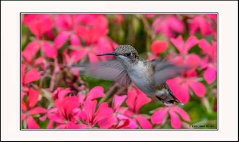 Wallpaper Birds Garden Nature Wildlife Canada Summer Beak