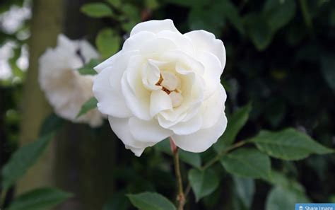 100 Types Of The Most Beautiful White Flowers For Your
