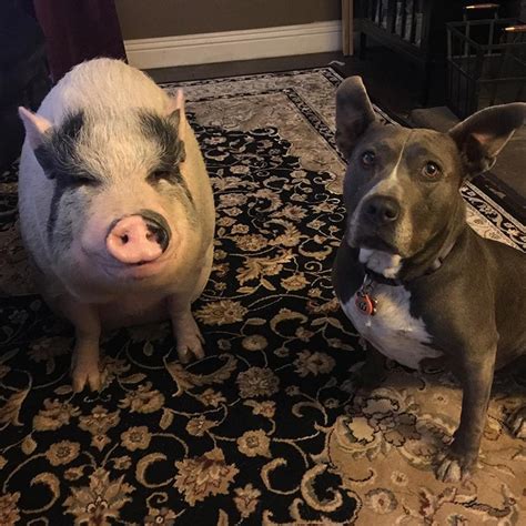 A Joyful Pot Bellied Pig Raised With A Pack Of Pups Believes Hes One