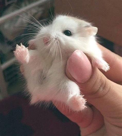 Oh Those Little Feet Cute Animals Cute Baby Animals Cute Hamsters
