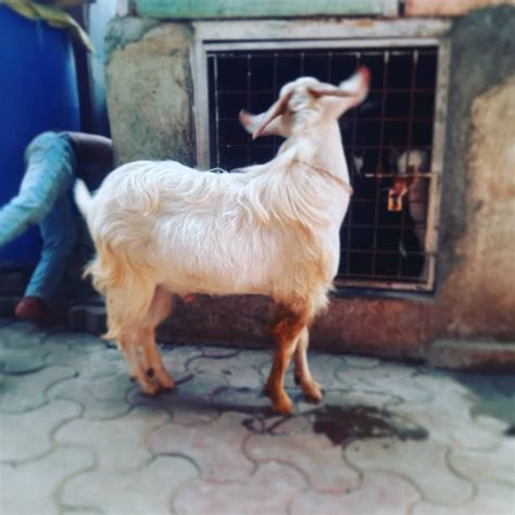 Male White Bantam Goat 10 Years 38 Kg At Rs 16000piece In Mumbai Id 19100380373