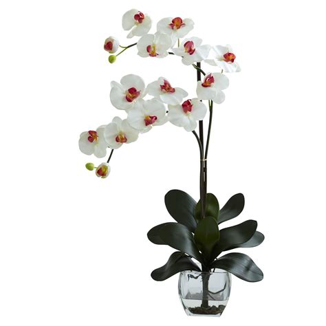 Double White Phal Orchid Wvase Arrangement Orchid Vase Orchid