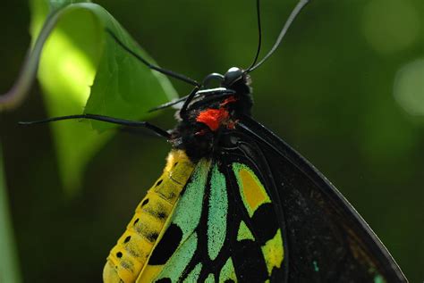 Butterflies are one of the most graceful and beautiful types of flying insects you will find in your garden. Green and Yellow Butterfly Photograph by Nancy Russo