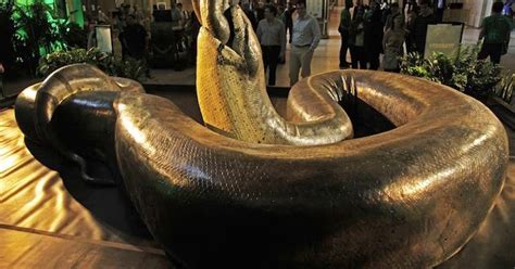 Titanoboa The Worlds Largest Snake Goes On Display Roadtrippers