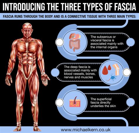 Introducing The Three Types Of Fascia Fascia Craniosacral Therapy