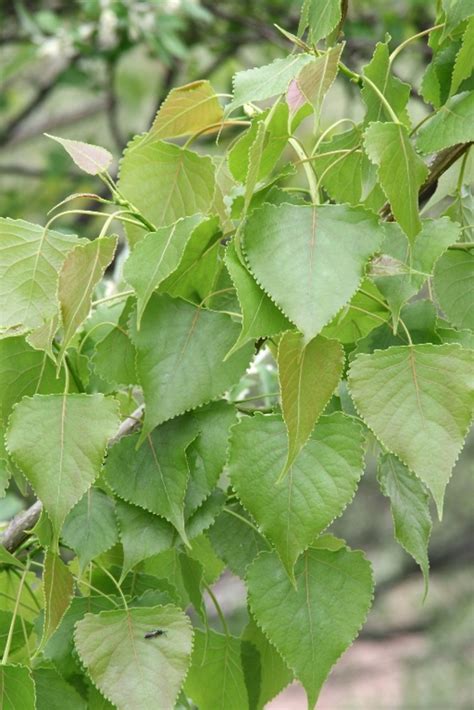 Populus Deltoides Eastern Cottonwood Necklace Poplar Go Botany