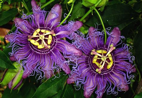 Passion Flower Hd Wallpapers