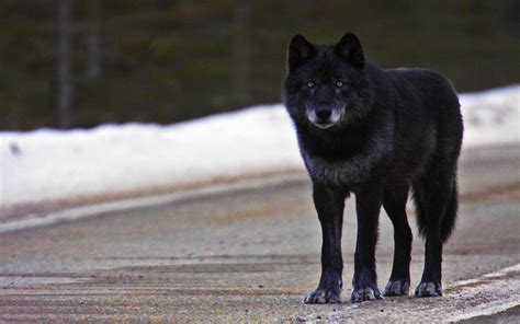 Black Wolf Wallpaper 64 Images