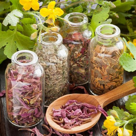 Un Cours Sur Les Plantes Médicinales Herbes Aromatiques La