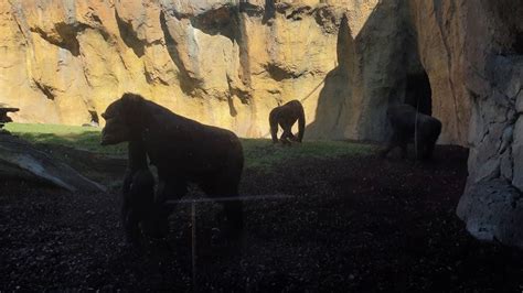 Bioparc Valencia Equatorial Forest Gorillaandchimpanzee Youtube